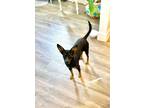 Adopt Muffin a Miniature Pinscher / Dachshund / Mixed dog in Salt Lake City