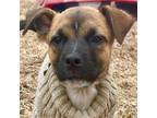 Adopt Ricky a Black Mouth Cur / Terrier (Unknown Type, Medium) / Mixed dog in