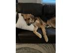 Adopt Thor a Black - with Tan, Yellow or Fawn Golden Retriever / German Shepherd
