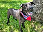 Adopt Dean a Labrador Retriever / Mixed Breed (Medium) / Mixed dog in Fort
