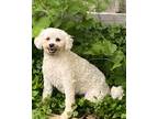 Adopt Holly a Bichon Frise / Mixed dog in Libertyville, IL (40736109)