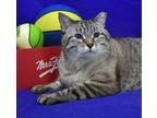 Adopt Zeppelin a Siamese / Mixed (short coat) cat in Roanoke, TX (41202739)