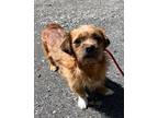 Adopt Theodore a Red/Golden/Orange/Chestnut - with White Brussels Griffon /