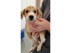 Adopt KARL a Tan/Yellow/Fawn - with White Beagle / Labrador Retriever / Mixed