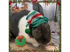Adopt Money - Courtesy posting a Other/Unknown / Mixed (short coat) rabbit in