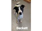 Adopt Beckett Yrly 157 a Labrador Retriever / Mixed dog in Sidney, OH (41438425)