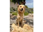 Adopt Rascal a Terrier (Unknown Type, Small) / Mixed dog in Cottonwood