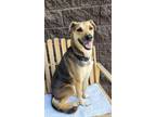 Adopt Greyson a German Shepherd Dog / Mixed dog in Cottonwood, AZ (41296122)