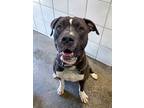 Adopt Luca a American Pit Bull Terrier / Mixed dog in Rock Springs