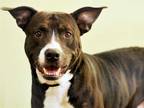 Adopt AXEL a Black - with White Plott Hound / Mixed dog in Tavares