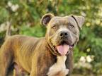 Adopt JOSEPH a Brindle Bullmastiff / Mixed dog in Tavares, FL (36218053)