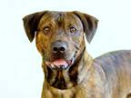Adopt MASSIMO a Brindle Plott Hound / Mixed dog in Tavares, FL (32973787)