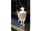 Adopt SALLY a Black & White or Tuxedo Domestic Mediumhair / Mixed (medium coat)