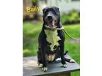 Adopt Bailey a Labrador Retriever / Labrador Retriever / Mixed dog in Cambridge