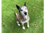 Adopt LUKA a Tan/Yellow/Fawn Husky / Mixed dog in Raleigh, NC (35671418)