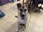 Adopt OTIS a Tan/Yellow/Fawn - with Black Husky / German Shepherd Dog / Mixed