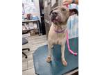 Adopt BRUNO a White - with Gray or Silver Shar Pei / Mixed dog in Mobile