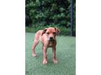 Adopt Sugar a Rottweiler / Mixed dog in Madison, GA (41313927)
