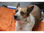 Adopt KIPPER a Brown/Chocolate - with White Collie / Mixed dog in Dallas