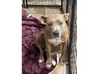 Adopt Girlfriend a American Pit Bull Terrier / Mixed Breed (Medium) / Mixed dog