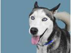 Adopt ZORRO a White - with Gray or Silver Husky / Mixed dog in Ft Lauderdale