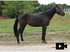 Adopt SANTIAGO a Bay Quarterhorse / Mixed horse in Union, MO (31281977)