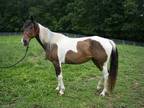Adopt NIGHTINGALE a Bay Paint/Pinto / Mixed horse in Union, MO (25980681)
