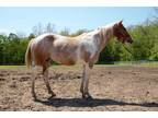 Adopt ROSEBUD a White Paint/Pinto / Mixed horse in Union, MO (29897923)