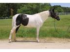 Adopt BESSY a Black Paint/Pinto / Mixed horse in Union, MO (31480151)