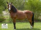 Adopt MOONSHADOW a Bay Quarterhorse / Peruvian Paso / Mixed horse in Union