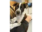 Adopt OREO a Black - with White American Pit Bull Terrier / Australian Cattle