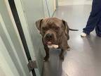 Adopt HORACE a Gray/Blue/Silver/Salt & Pepper American Pit Bull Terrier / Mixed