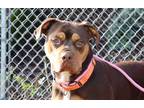 Adopt SKIPPY a Brown/Chocolate Labrador Retriever / Rottweiler / Mixed dog in