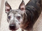 Adopt SAMMY a Merle American Pit Bull Terrier / Catahoula Leopard Dog / Mixed