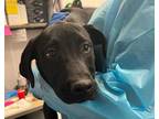 Adopt ROXIE a Black - with White Great Dane / Mixed dog in Tucson, AZ (34299080)