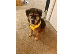 Adopt MOCHA a Red/Golden/Orange/Chestnut Chow Chow / Mixed dog in Tucson
