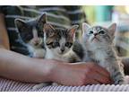 Cedric Domestic Shorthair Kitten Male