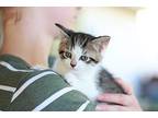 Myrtle Domestic Shorthair Kitten Female