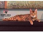 Tally Bengal Adult Female
