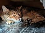 Darwin Bengal Senior Male