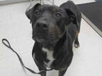 Adopt GEORGE a Black Rottweiler / Rhodesian Ridgeback / Mixed dog in Ukiah