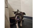 Adopt BABY GIRL a Gray/Silver/Salt & Pepper - with White American Pit Bull