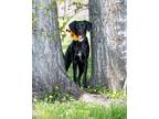 Junie English Springer Spaniel Adult Female