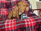 Ginger Beagle Adult Female