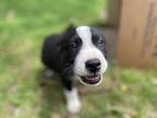 Bravo Husky Puppy Male