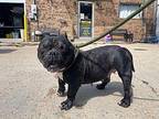 Guppy French Bulldog Adult Female
