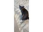 Adopt Timmy a Domestic Shorthair / Mixed (short coat) cat in Metter