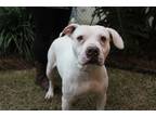 Glacier English Bulldog Adult Male