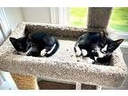 Tickel Domestic Shorthair Kitten Female