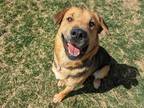 Bebop Shar Pei Young Female